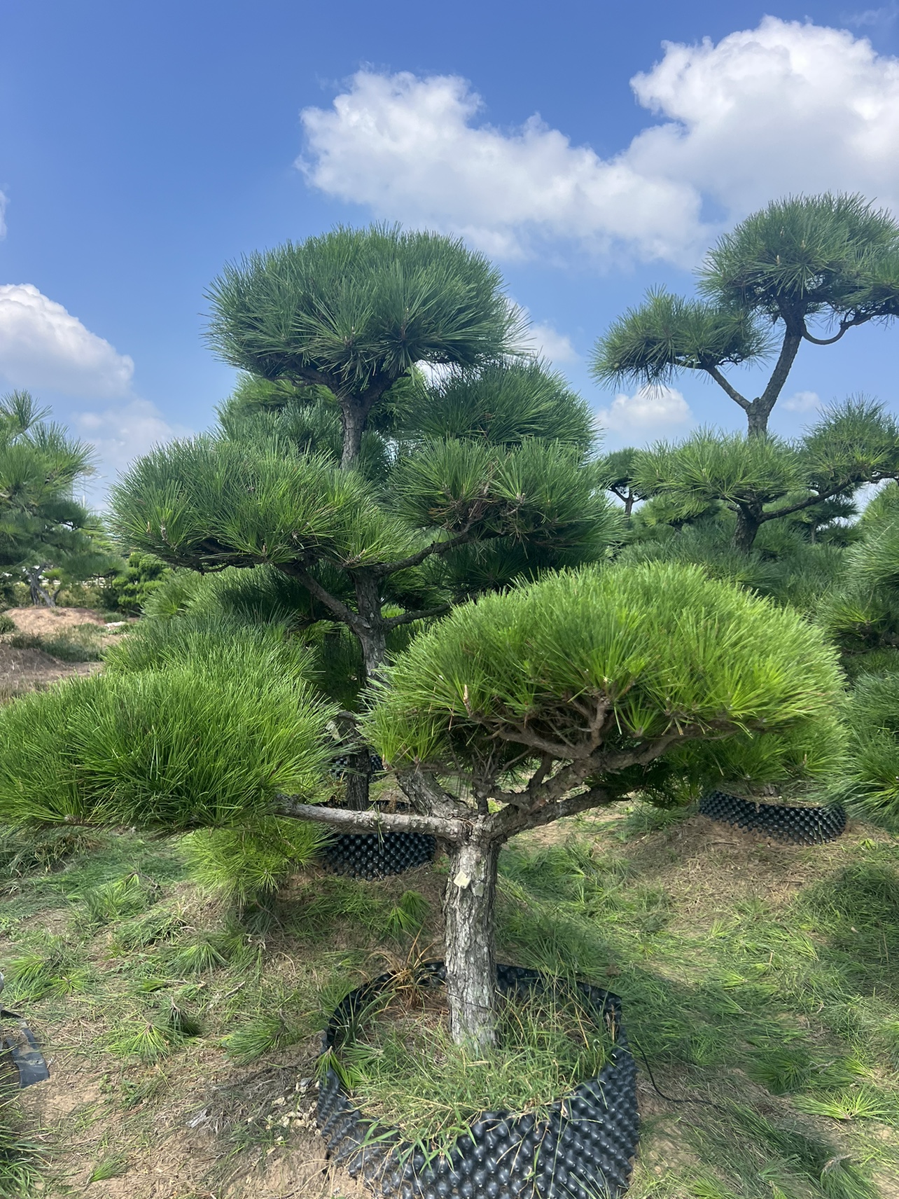 常青日本黑松风景 造型黑松树庭院黑松别墅工程园林绿化迎客松四季