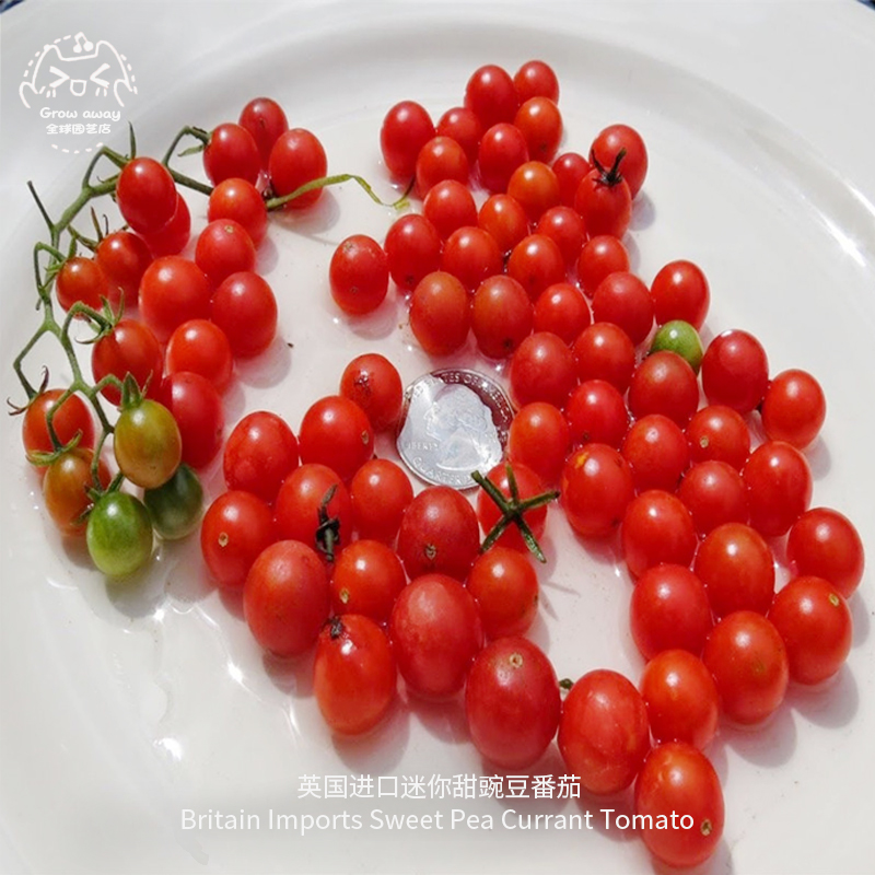 迷你甜豌豆醋栗小樱桃番茄种子进口传家宝蔬菜家庭阳台高产盆栽