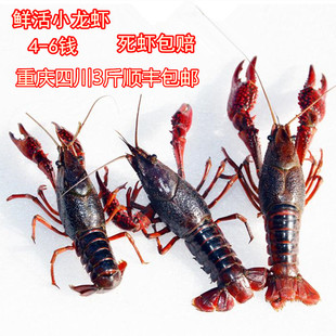 小龙虾鲜活 包邮 海鲜水产红活虾456钱3斤顺丰 活体清水养殖新鲜