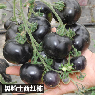 蔬菜种孑 黑西红柿种苗种籽西黑柿春季 黑骑士樱桃黑番茄种子四季