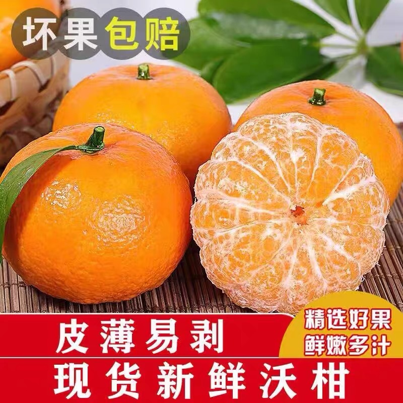 水果优质现剪现发纯甜新鲜水果 柑橘自然熟应季