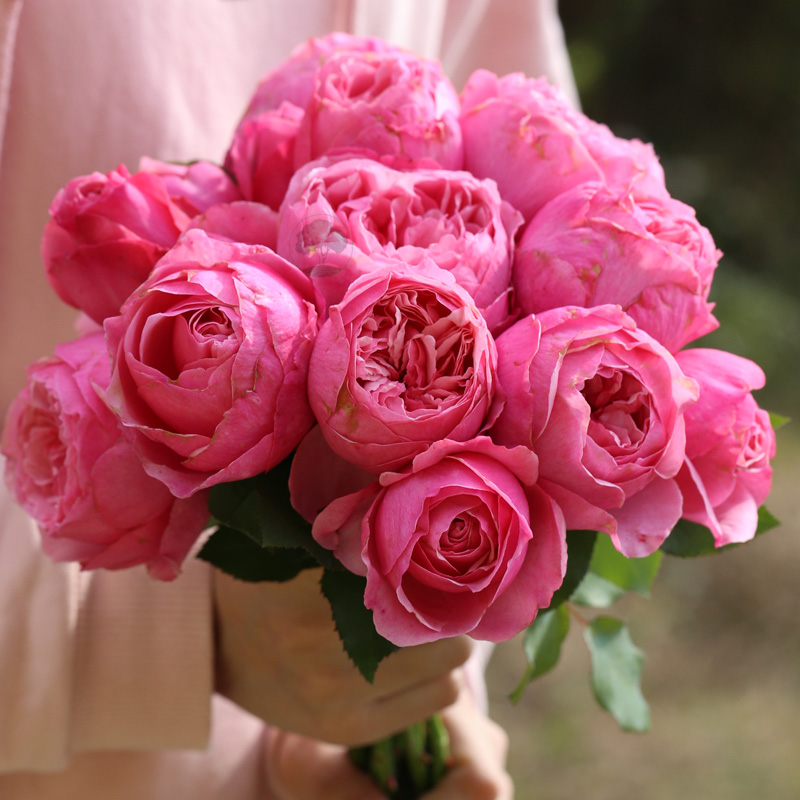 绿园美植 凯丽 粉色玫瑰抗病耐开直立健壮庭院阳台盆栽 切花月季