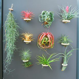饰绿植花草 含植物冰箱贴装 空气凤梨植物室内实木圈磁铁石吸铁套装