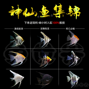 秘鲁七彩神仙鱼活体观赏鱼燕鱼秘鲁红头玻璃墨燕小型鱼苗套餐 包邮