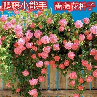 开花爬墙攀援庭院室内花卉盆栽植物籽 玫瑰四季 蔷薇花种子爬藤月季