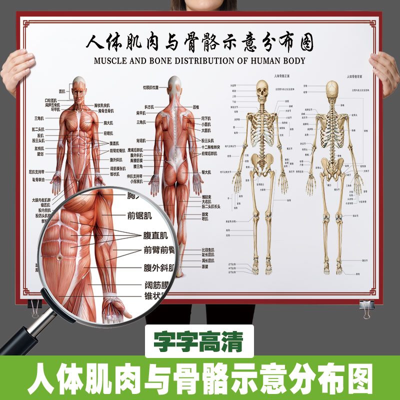 人体骨骼肌肉结构图肌肉分布图解脊椎骨头解剖医院高清大挂图2138