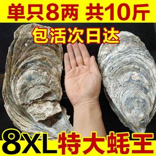 8XL特大蚝王鲜活乳山生蚝新鲜牡蛎超大肉海蛎子10斤海鲜刺身即食