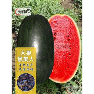 西瓜籽种子黑霸巨型水果种子 播超甜甜有黑皮懒汉西瓜薄皮高产四季