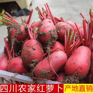 包邮 四川农家新鲜红皮萝卜现挖现发大萝卜蔬菜红皮白心泡菜萝卜