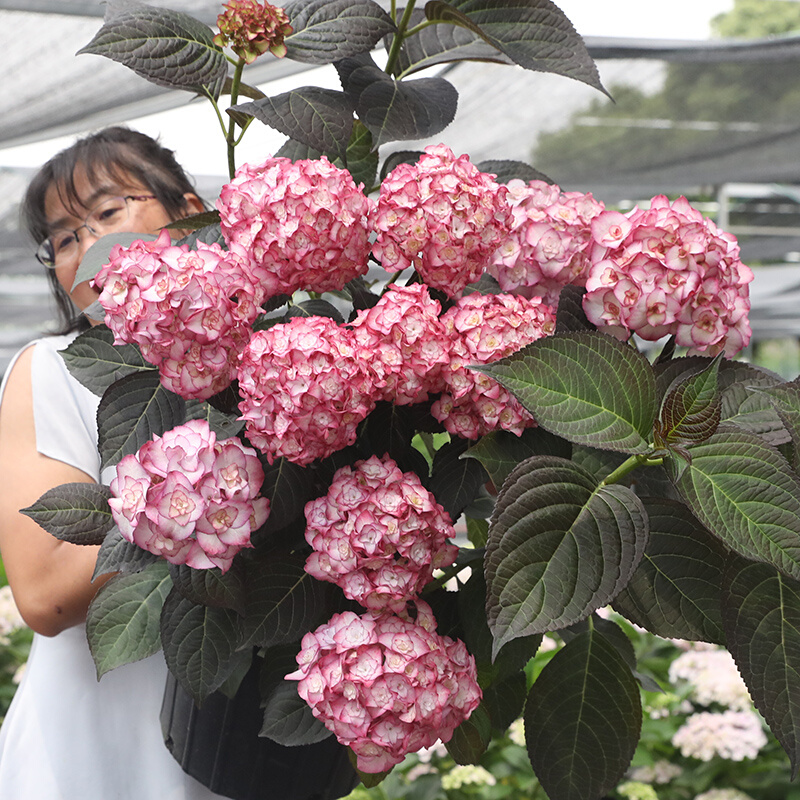 花园纱织小姐重瓣可调色大花绣球花阳台庭院花卉植物盆栽苗 海蒂