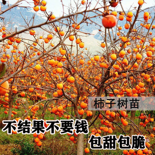 柿子苗树盆栽地栽嫁接苗日本甜柿磨盘柿子树苗当年结果无核柿子树