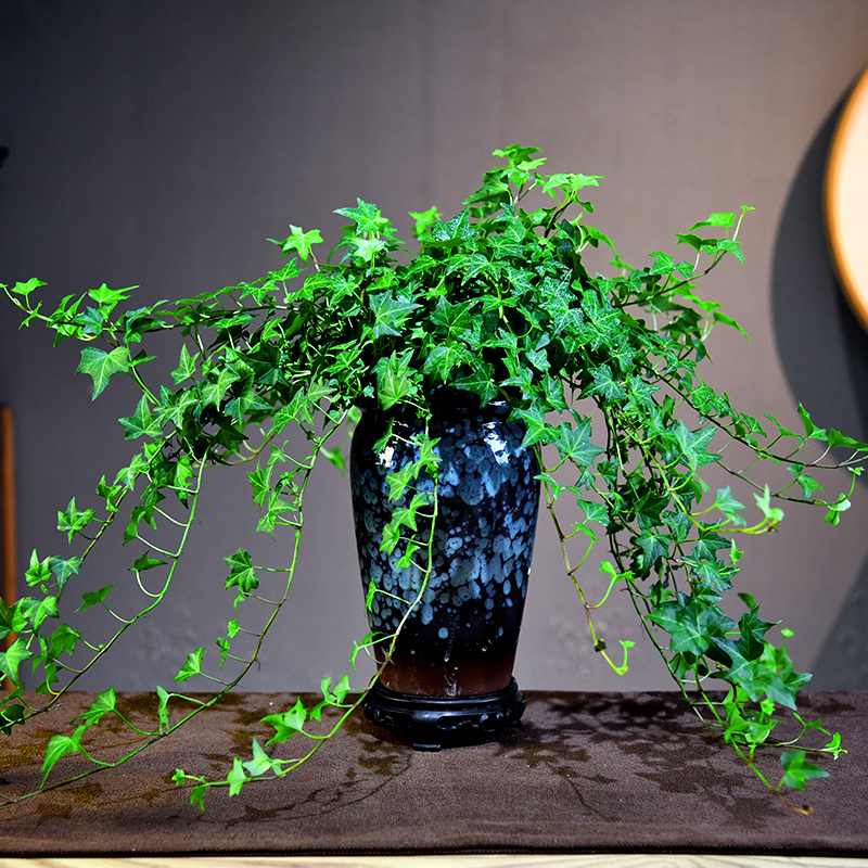 常春藤盆栽桌面装 饰植物室内中式 常青 简约常青藤阳台好养绿植四季