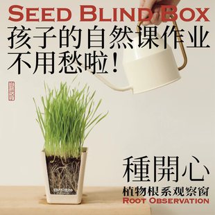 自然造物盲盒绿植室内桌面盆栽植物好养培养观察盒创意节日礼物