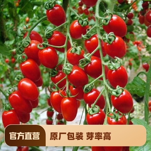 播黄蔬菜种孑 瀑布小番茄种子千禧樱桃西红柿超甜圣女果种籽苗四季
