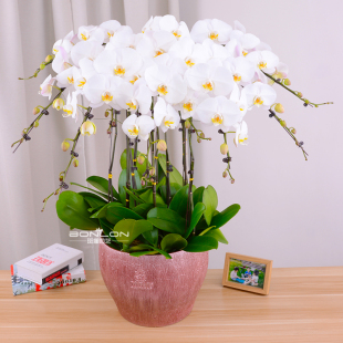 白色蝴蝶兰年宵花卉盆栽组合节日送礼品客厅办公室内北京同城送货