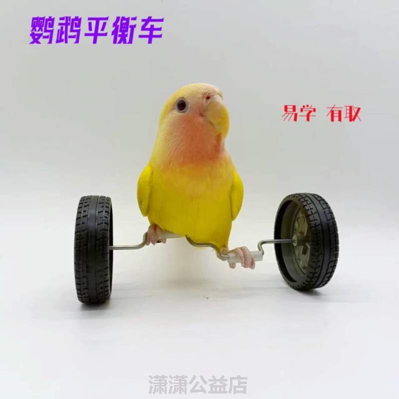 鸟技能车解闷玩具道具中小型玩训练鹦鹉滑轮滑板用品平衡 玄凤鸟