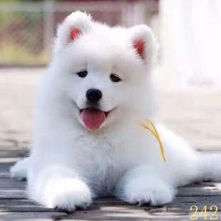 萍乡萨摩耶幼犬纯种萨摩耶犬活体微笑天使萨摩耶小狗雪橇犬哈士奇