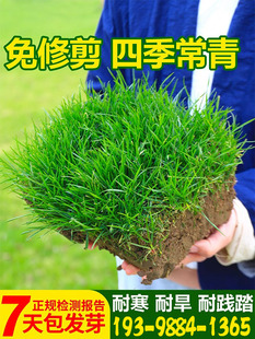常青庭院地毯草皮绿化黑麦草种子孑 草坪草籽护坡狗牙根马尼拉四季