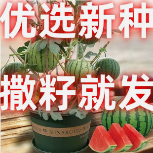 种植水果种子 超甜麒麟蜜罐小西瓜阳台小盆栽庭院无籽种子西瓜四季