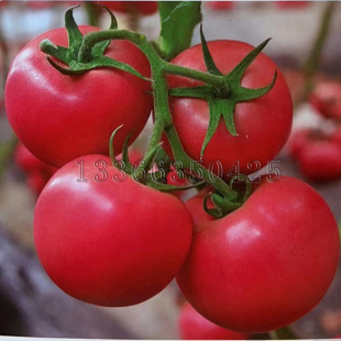 春秋大果型绿肩西红柿种子酸甜口感好硬度好耐裂果 HF56番茄种子