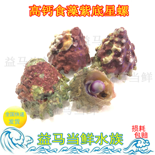 紫底星螺活体高钙食藻螺塔螺蝾螺织纹螺牛眼螺包活满5送1快递包活