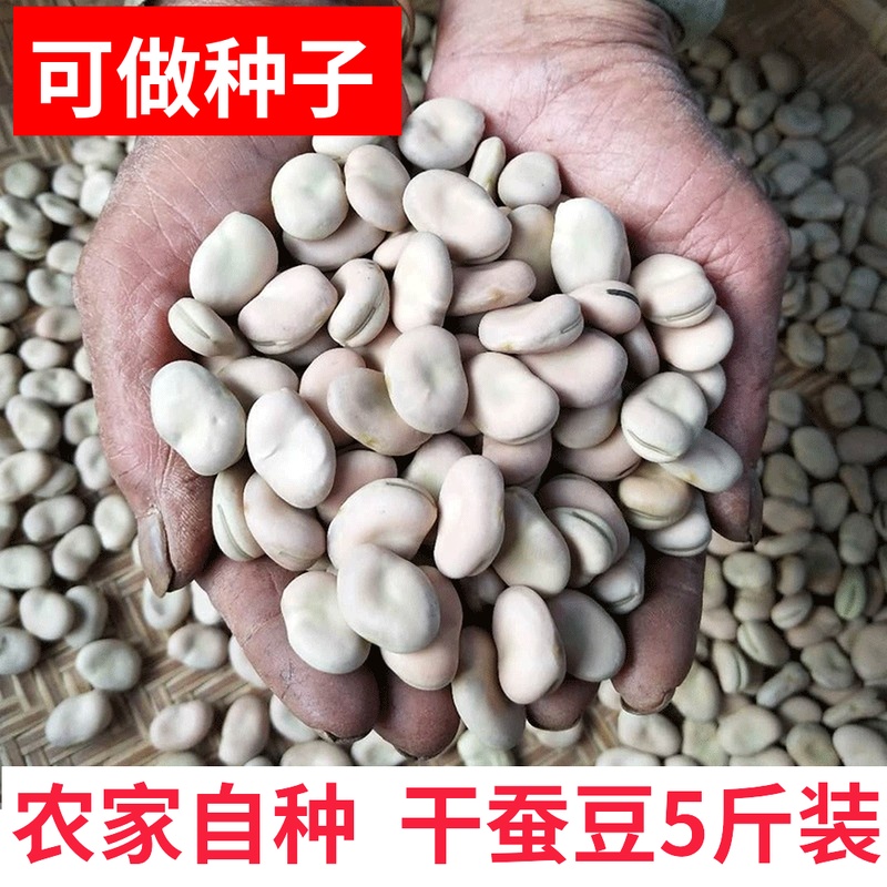 云南干蚕豆5斤装 生 可发芽散装 新货胡豆罗汉豆新鲜蚕豆种子 包邮
