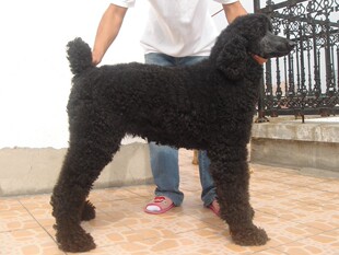 黑色巨型贵宾犬幼犬红巨贵 重庆狗狗之家宠物店十年老店出售纯种