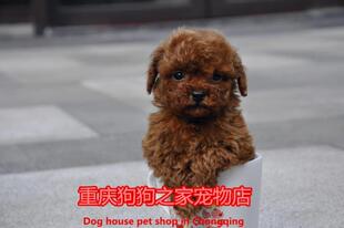 重庆狗狗之家宠物店名犬之家纯种茶杯枣红色泰迪犬出售茶杯狗狗