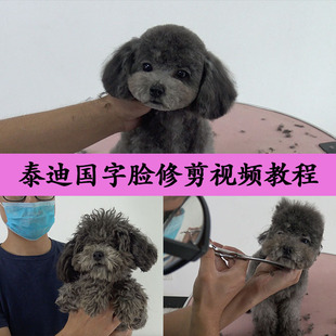 泰迪美容视频教程MODPET 宠物美容教学视频 宠物师培训教程