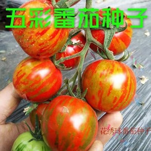 红彩丽人番茄种子花绣球番茄籽红黄相间盆栽五彩番茄种子