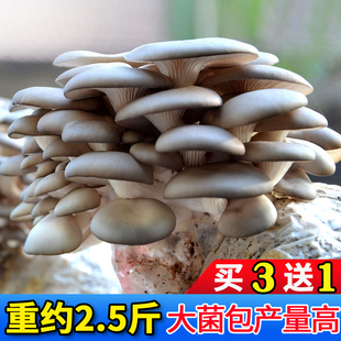 蘑菇种植包食用菌棒菌种平菇菌包种子阳台蘑菇菌种植包蘑菇菌包