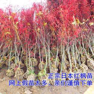 红盆栽植物苗木 红枫树日本红舞姬中国红枫树别墅庭院道路绿化四季