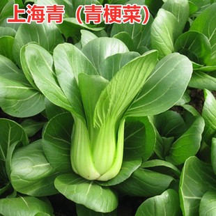 上海青苏州青种子矮脚青梗菜种籽有机小油菜叶菜盆栽蔬菜高产四季