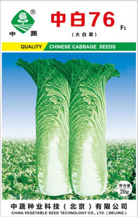 播大白菜种孑 冬季 中白76大白菜种子中国农科院大白菜中蔬秋季