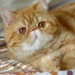 红虎斑大种公对外配种 北京 HELLOMIMI 电影版 加菲猫配种异短