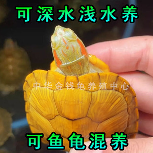 黄金龟长寿宠物巴西深水龟鳄龟小乌龟吃菜龟乌龟活物 招财金钱龟