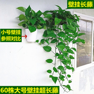 挂墙绿植真花壁挂大叶长藤绿萝盆栽室内办公室挂墙植物吸甲醛水培