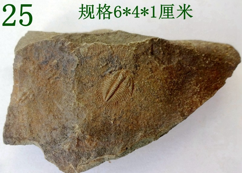 天然奇石观赏石化石树化石动物昆虫精品张氏三叶虫鱼化石标本1968