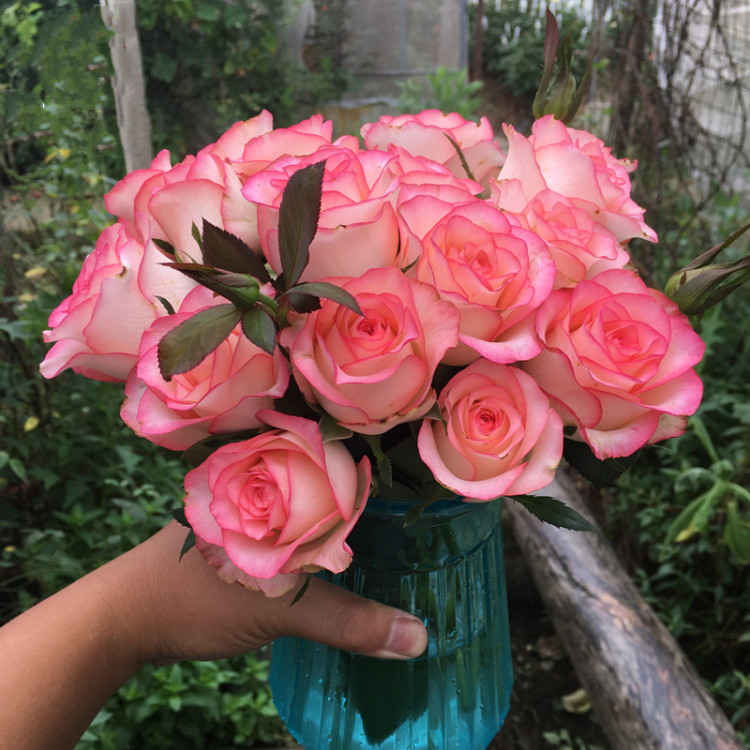 大花玫瑰盆栽 朱米莉亚艾莎 绿植 切花新品 庭院月季 大花