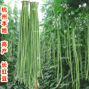 杭州本地长豇豆种子 豆荚80厘米嫩绿色好吃 春秋高产长豆角种孑籽