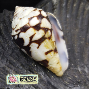 特殊花纹 3.45厘米竹雕芋螺