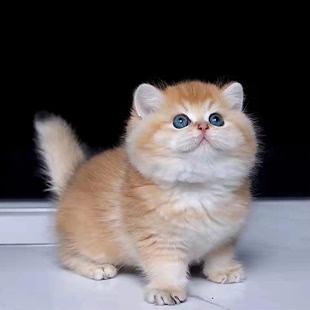 上海猫舍 金渐层NY12 纯种英国短毛猫幼猫招财猫英短猫活体 11色