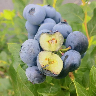 蓝莓树苗果苗庭院地栽特大蓝莓果树苗阳台盆栽蓝莓苗当年结果