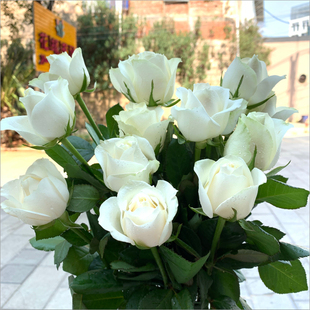白玫瑰花鲜花花束云南基地直发速递同城戴安娜艾莎520情人节礼物