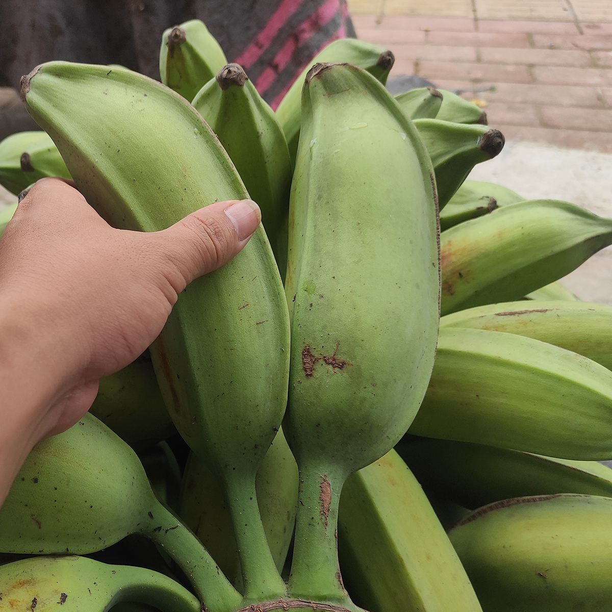 包邮 广东高州新鲜大芭蕉5斤整箱水果牛角条非小米粉香蕉孕妇特产