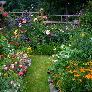 庭院多年生混合花种子花籽新手易种开花多花期长品种多颜色多好看