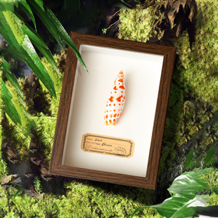 饰画摆件家居创意植物礼品桌面节日生日礼物 天然贝壳海螺相框装