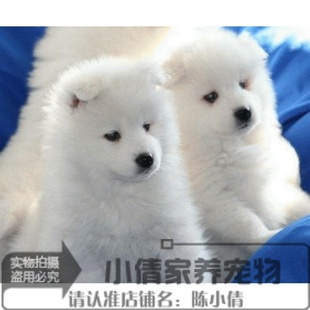 上海纯种萨摩耶幼犬萨活体萨摩耶雪橇犬微笑天使萨摩耶狗宠物狗n