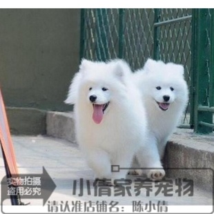出售萨摩耶犬纯种萨摩耶幼犬活体宠物狗微笑天使萨摩耶幼犬家养n