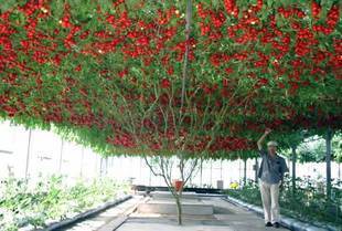 播蔬菜种孑 盆栽春季 西红柿番茄树番茄种子京丹6号六号多年生四季
